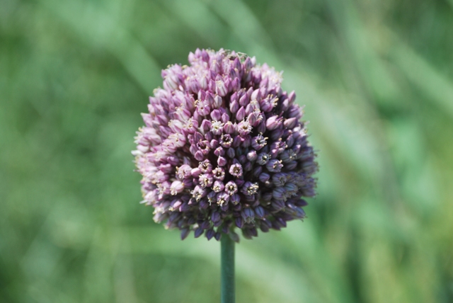 Allium ampeloprasum / Porraccio